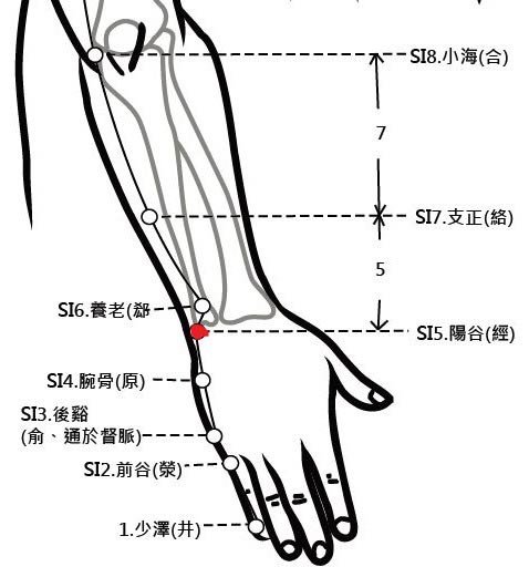 穴位保健─陽谷穴（清心明耳目除腕疼）_圖1