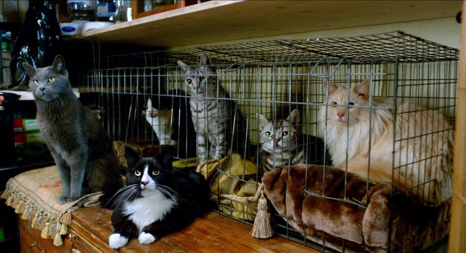 療癒系寵物電影《我的老爸喵星人》，逗趣貓咪一掃工作壓力！_圖3