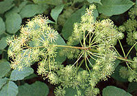 產前與產後，當歸煮法大不同_圖2