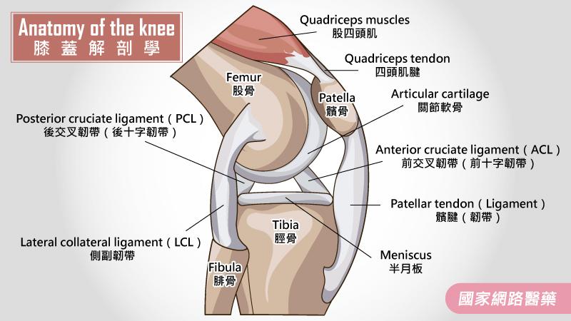 籃球選手的惡夢 膝蓋髕骨韌帶損傷 專案 Kingnet國家網路醫藥 Second Opinion