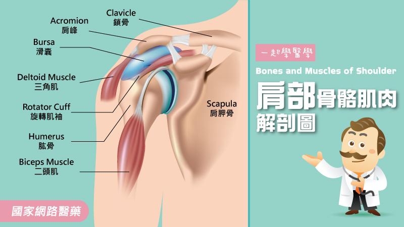 啊～殺球！！羽球運動不可輕忽的肌腱傷害|運動傷害-Kingnet國家網路醫藥