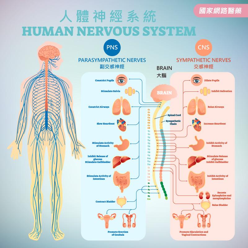 Why？小朋友生病時，每到晚上狀況多！！_圖3