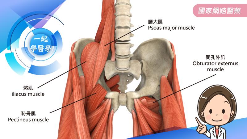 常見的～『鼠蹊部肌肉拉傷』的治療與復健_圖3