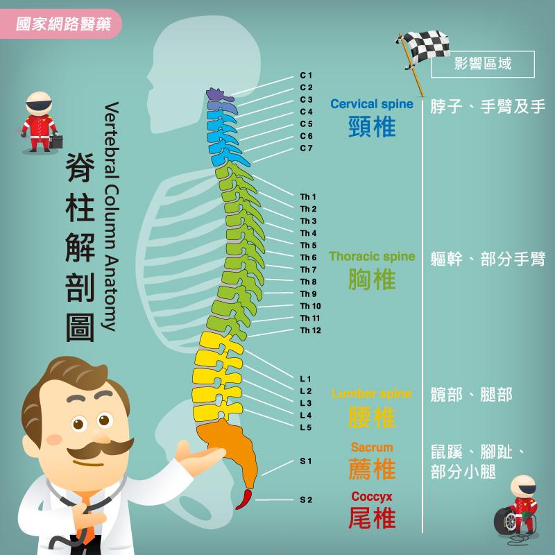 無法逆轉的〝脊髓神經損傷〞治療與復健_圖2