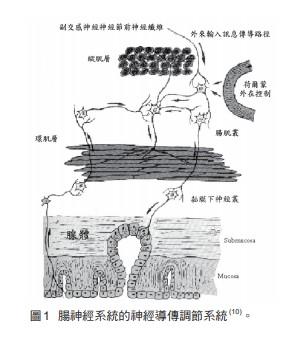 激躁性腸道症候群致病機制的今日觀〜著重於「內臟高敏感性」與「益生菌」相互關係的探討_圖2 激躁性腸道症候群致病機制的今日觀〜著重於「內臟高敏感性」與「益生菌」相互關係的探討_圖2
