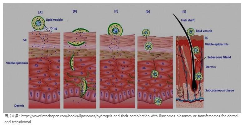 使命必達的運輸車，靶向給藥「讚」功能_圖3