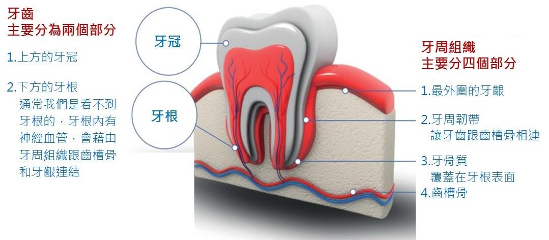 健康崩壞的源頭 竟是「牙周」！_圖2