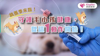 跳蚤季來臨！守護毛小孩健康，從這1動作開始！