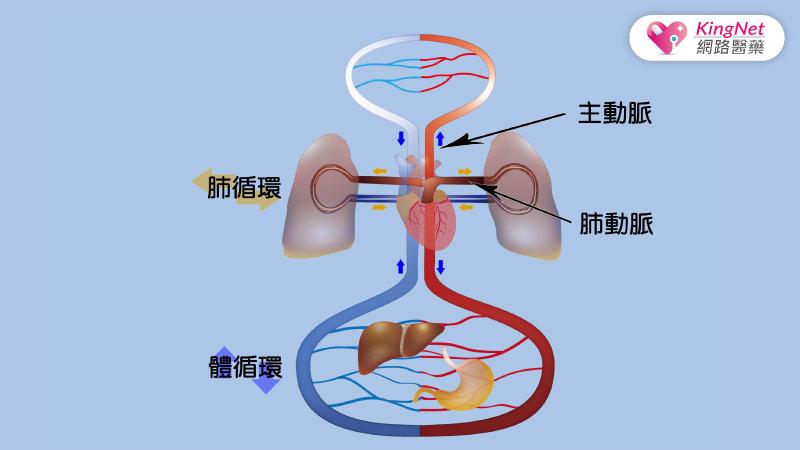 咳血遲遲未癒，竟是這原因導致！_圖3
