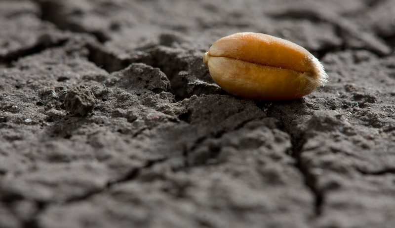 夢中的種子：害怕受騙與被遺忘的深層不安的夢境示意圖