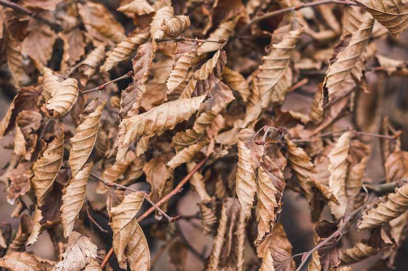 夢中的枯萎樹葉：失意與壞消息的預兆的夢境示意圖