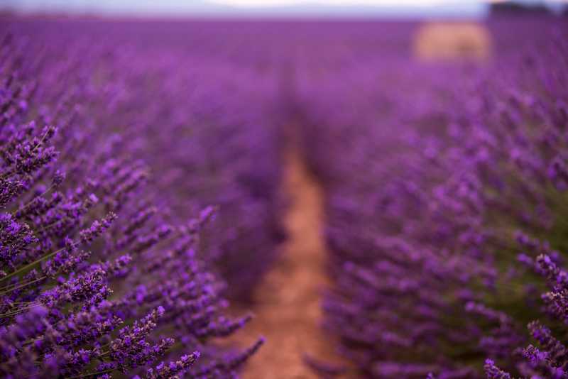 薰衣草田的啟示：通往成功的路徑的夢境示意圖