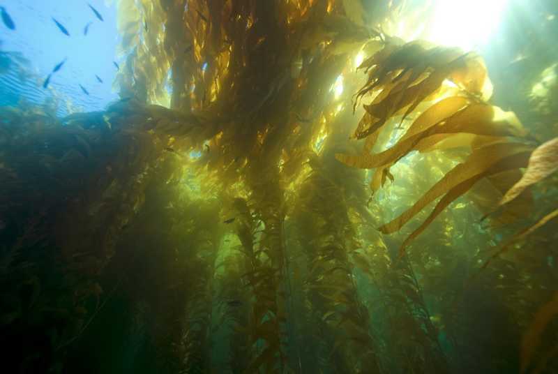 海藻森林中的奇遇：幸福降臨與突發事件應對的夢境意涵的夢境示意圖