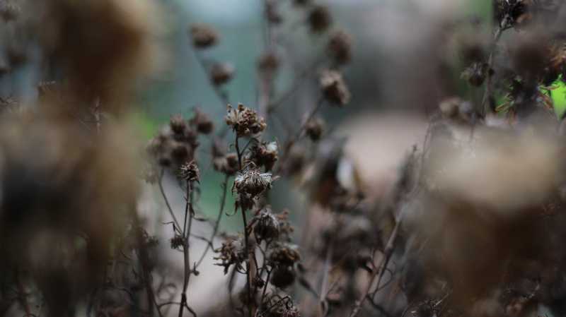 夢中的枯萎花朵：冷淡的人際關係的夢境示意圖