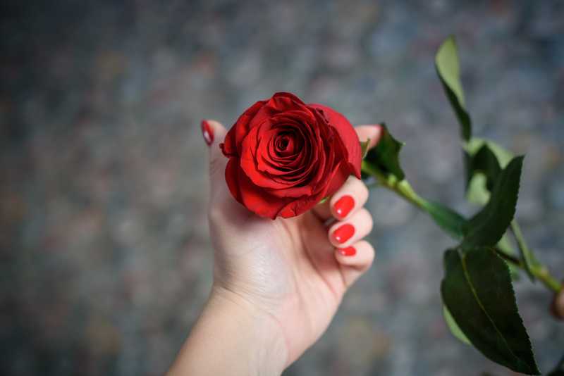 夢中的摘玫瑰花：忌妒與戀情的障礙的夢境示意圖