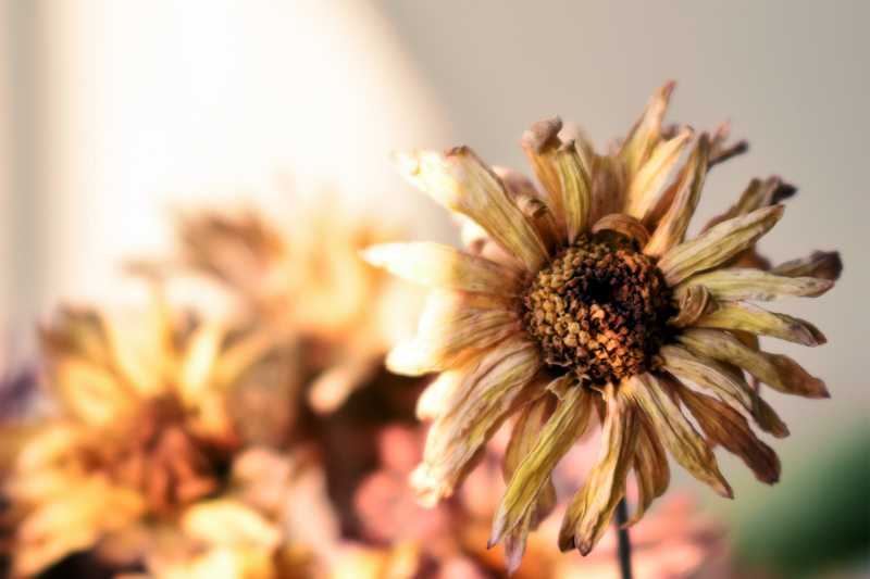 夢中的枯萎菊花：失落與挑戰的象徵的夢境示意圖