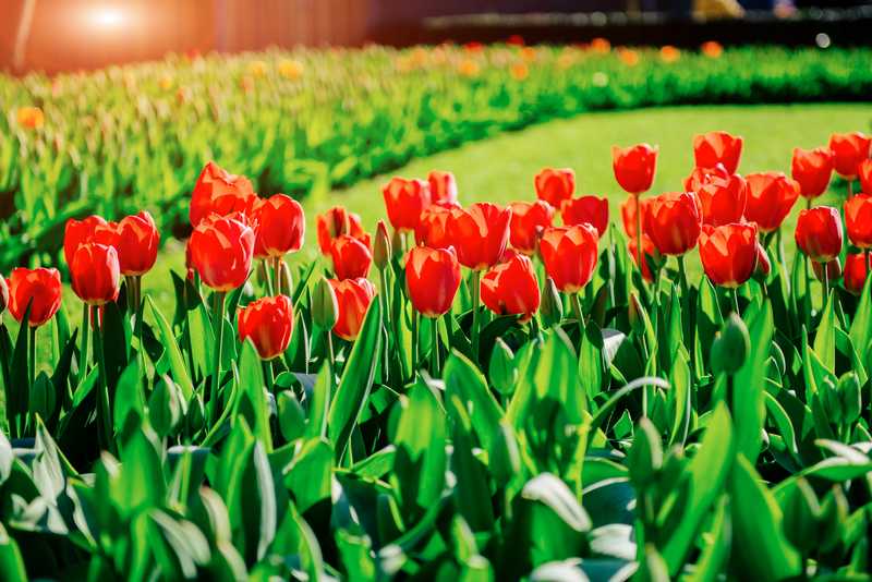 夢中的鬱金香：溫柔與體貼的象徵的夢境示意圖