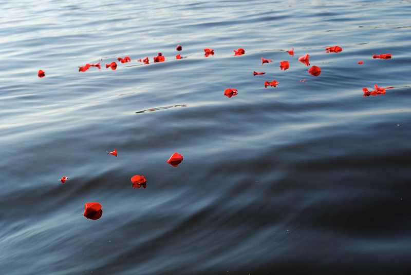 夢中的山茶花掉落：解析情感終結的夢境意涵的夢境示意圖