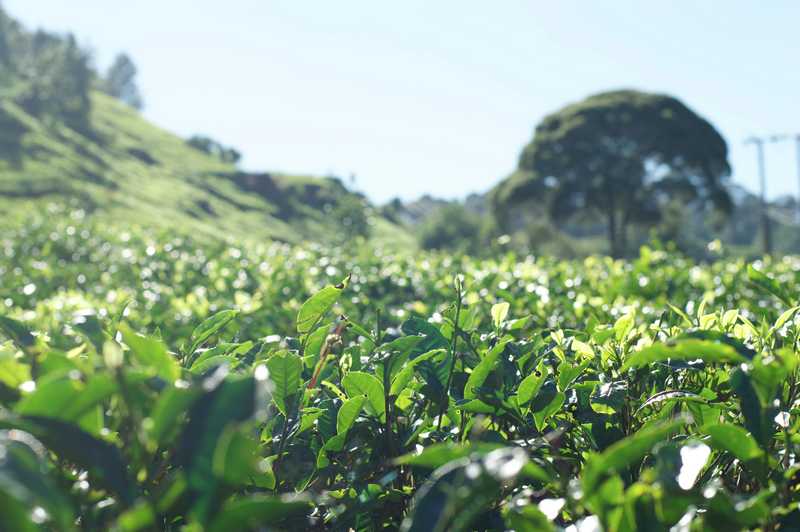 夢中的灌木叢：喜事象徵與美好生活的夢境意涵的夢境示意圖