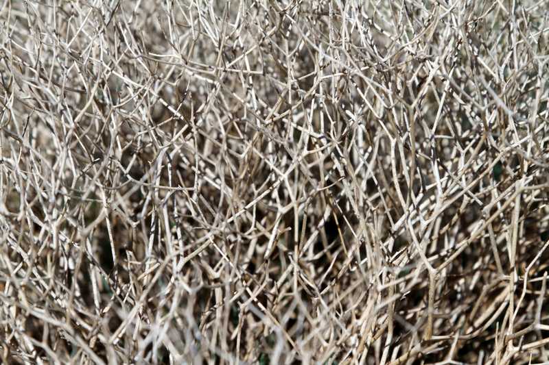 夢中的枯萎灌木叢：無聊生活的預兆的夢境示意圖