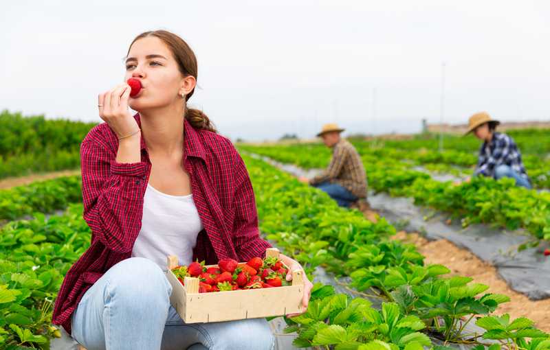 草莓花園的新戀情，甜美的邂逅的夢境示意圖