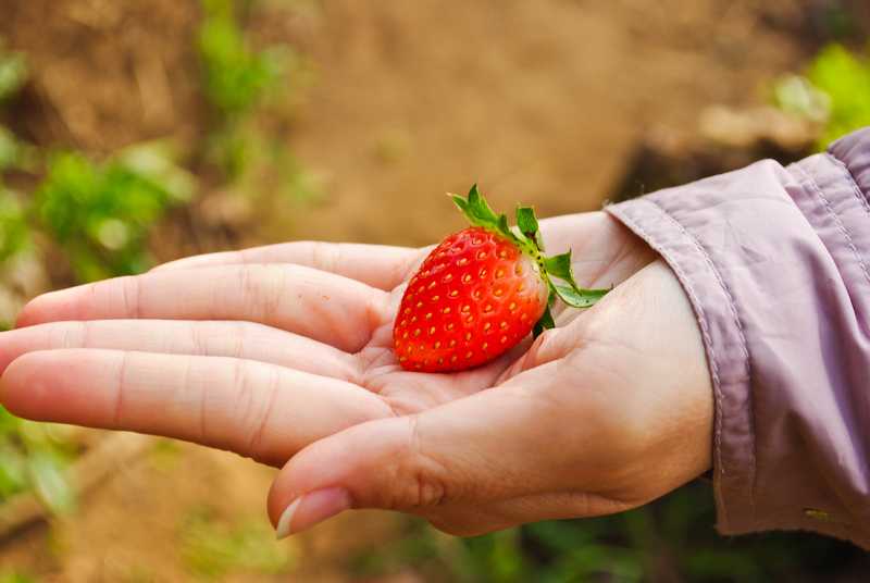 拿著草莓的邂逅，草莓園中的約會的夢境示意圖