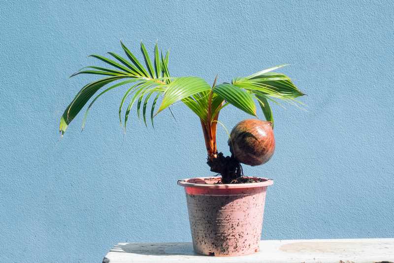 夢見盆栽椰子：糾紛與麻煩的象徵的夢境示意圖