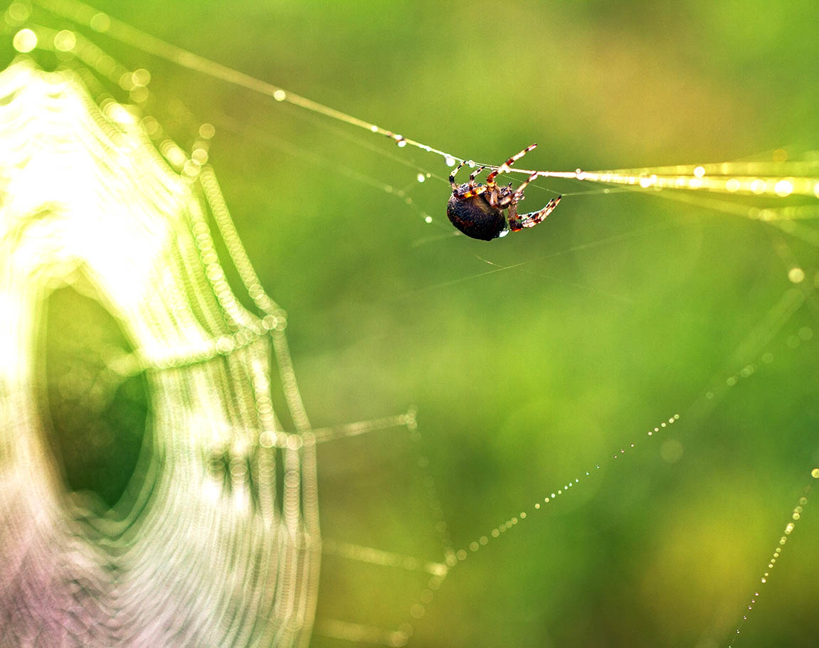 夢中的蜘蛛：危險的象徵的夢境示意圖