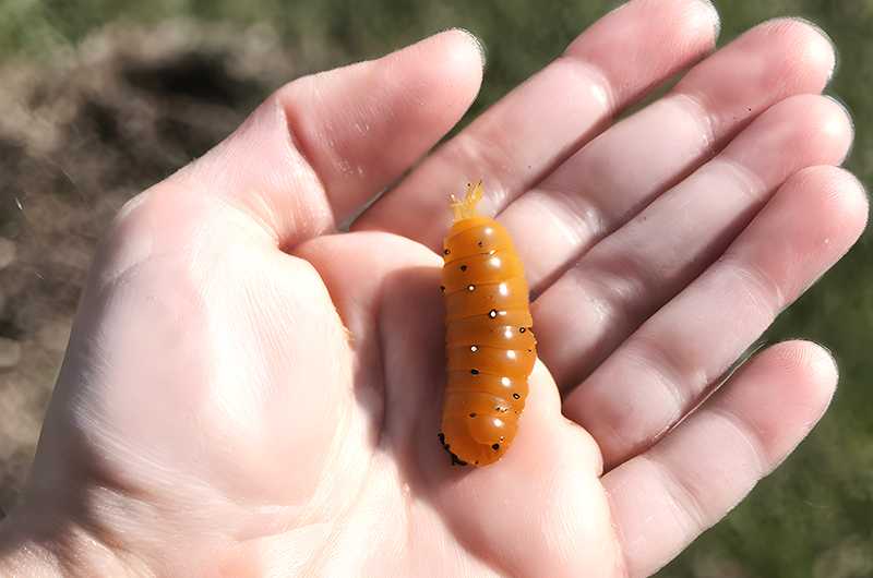 夢到近看毛毛蟲並碰觸，意外的財運與戀愛運的夢境示意圖