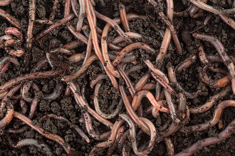 蚯蚓迷宮中的秘密的夢境示意圖