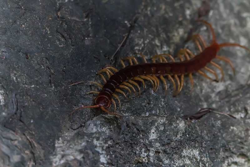 蜈蚣森林的探險的夢境示意圖