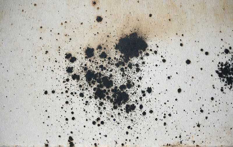 夢中的黴菌：麻煩的發生，困難的挑戰的夢境示意圖