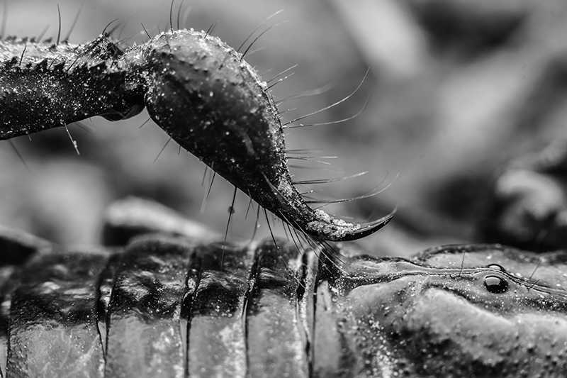 被蝎子螫的驚險夜晚的夢境示意圖