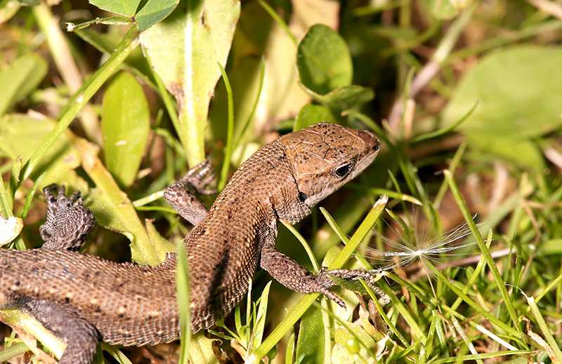 蜥蜴的秘密監視的夢境示意圖