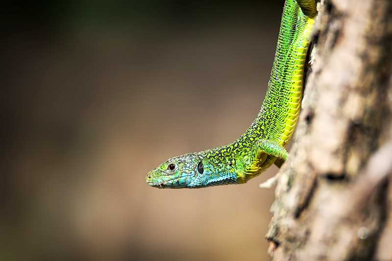 色彩鮮豔的蜥蜴探險的夢境示意圖