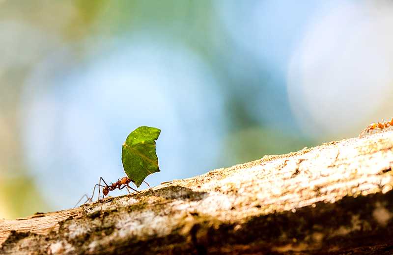 一隻螞蟻的啟示的夢境示意圖