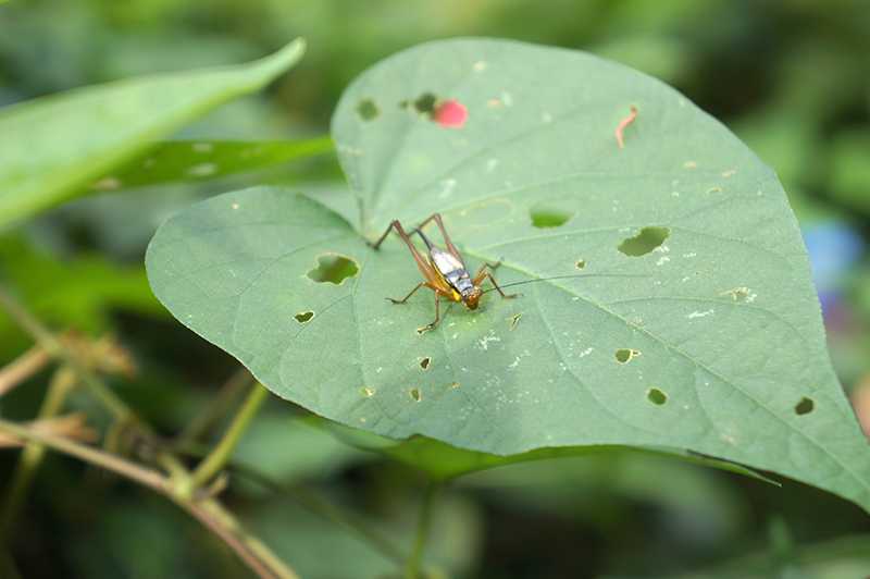 夢中蟋蟀的樂章：幸運的象徵的夢境示意圖