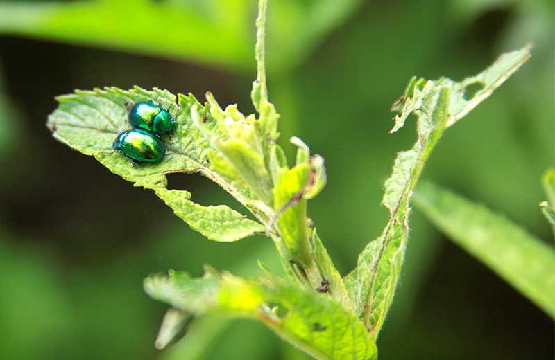夢見金龜子的入侵：潛在的麻煩的夢境示意圖
