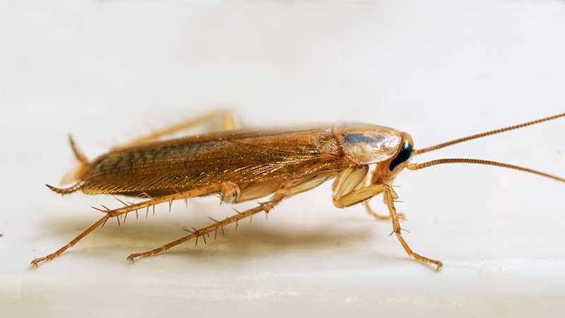 夢中的蟑螂：意外的吉兆的夢境示意圖