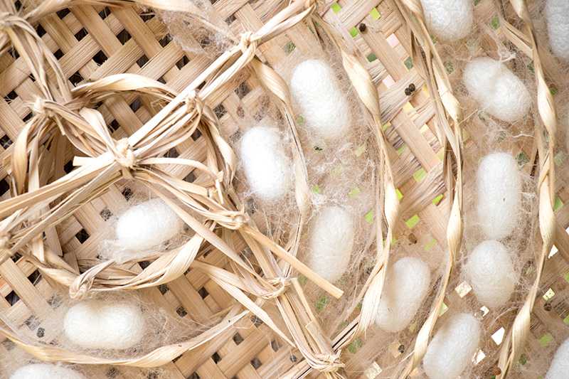 夢中盯著蠶看：秘密的新發現的夢境示意圖