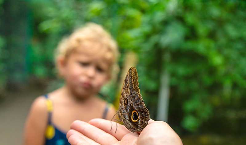 抓住夢中飛舞的蝴蝶：背叛的預兆的夢境示意圖