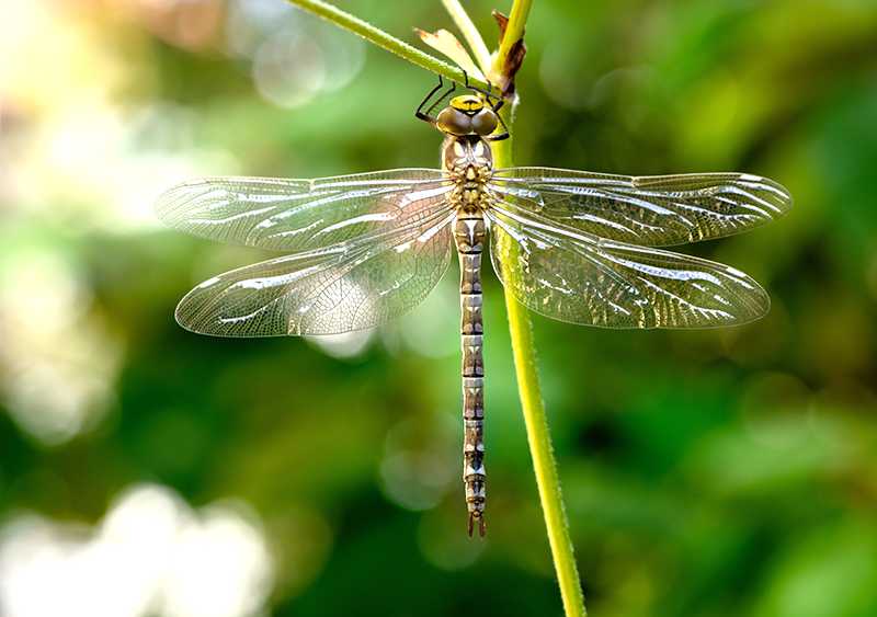 夢中的蜻蜓：認真努力的象徵的夢境示意圖