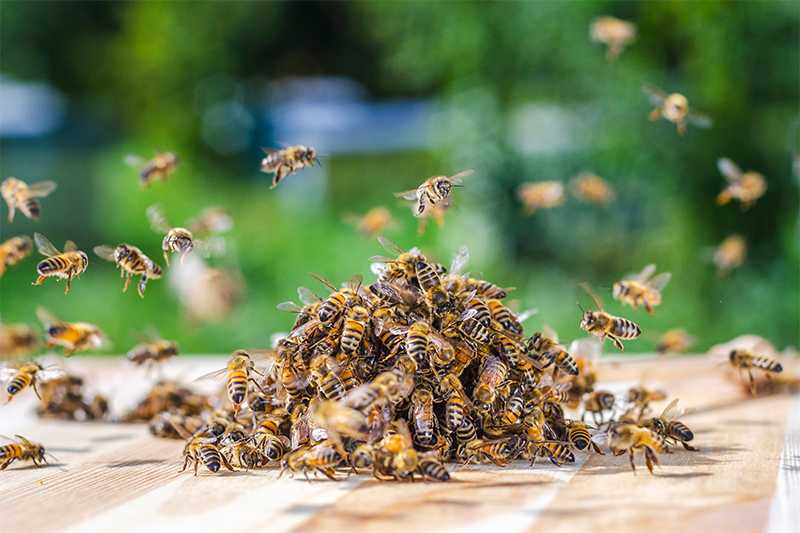 夢見一大群蜜蜂：重要的提醒的夢境示意圖