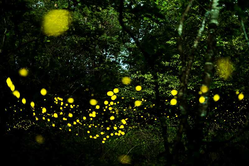 夢中的螢火蟲：神秘的光芒的夢境示意圖