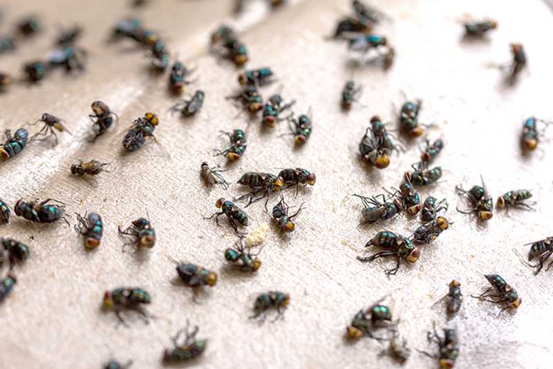 捕蠅紙上的蒼蠅：意外的發展的夢境示意圖