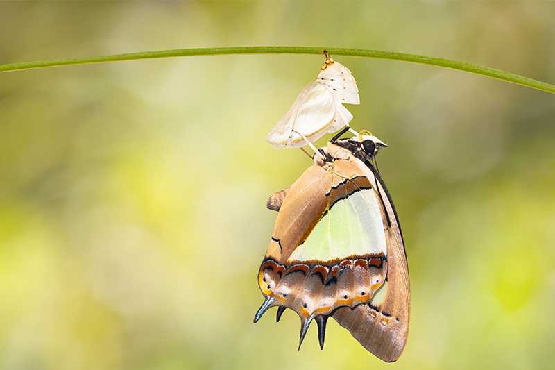 夢中的蛹：幸福的前兆的夢境示意圖