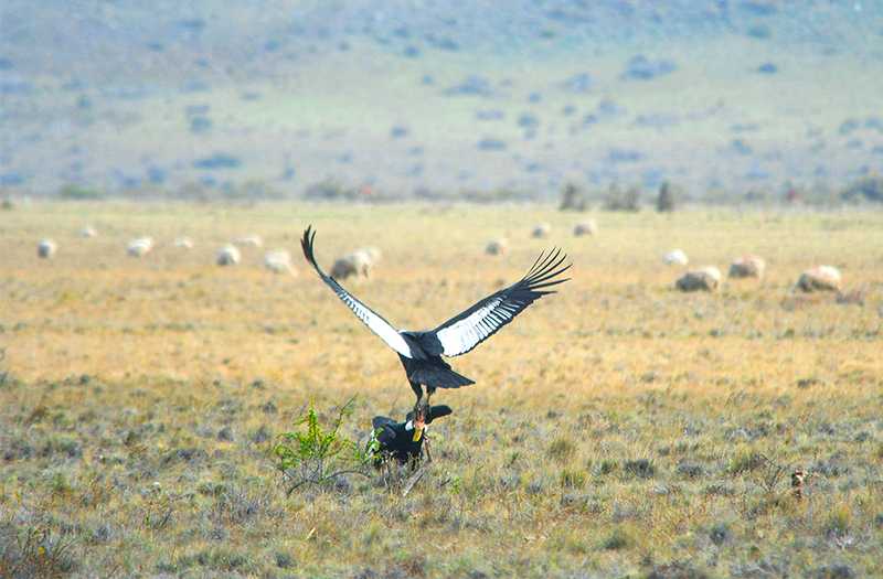 猛禽的獵捕：壓力與焦慮的象徵的夢境示意圖