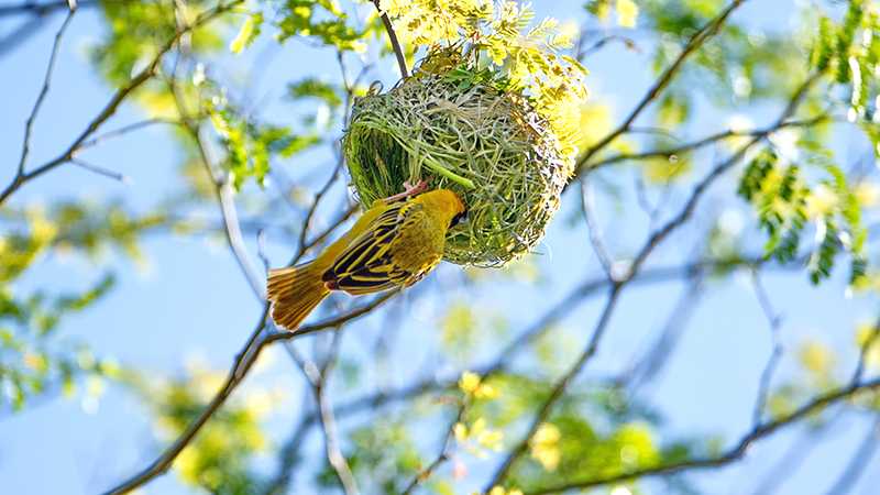 夢見鳥在築巢：家庭的象徵的夢境示意圖