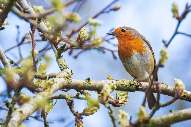 夢見鳥叫聲：戀情的象徵的夢境示意圖
