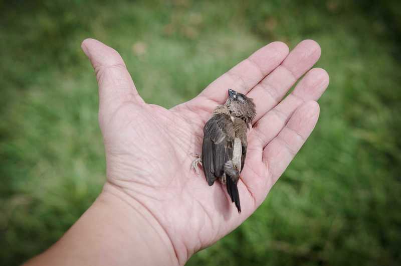 夢見虛弱的小鳥：戀情的警示的夢境示意圖